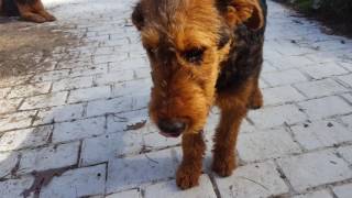 Airedale Terrier Puppies for Sale Video  S amp S Family Airedales  Bens Airedales Loving Me [upl. by Maiah]