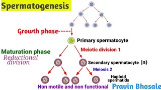 What is the spermatogenesis process Pravin Bhosale [upl. by Oleic]