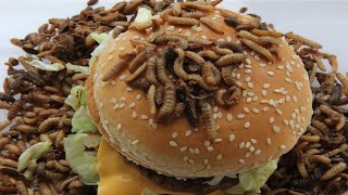 🍔 Mcdonalds Big Mac Eaten By Maggots Time Lapse [upl. by Aitret435]