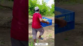 गावातच सुरू केला सिताफळाचा पल्प बनवण्याचा व्यवसाय  custard apple pulp making business  shorts [upl. by Corvin358]