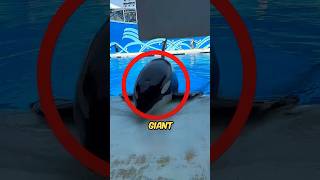 Giant Dolphin Surfaces At Water Park shortsvideo [upl. by Akemor]