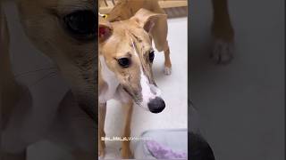 미견 휘핏🩷✨  shortvideo whippet [upl. by Calvano]