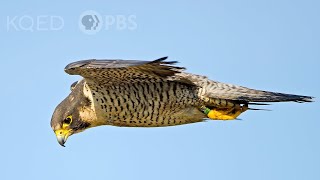 Heres Why Peregrine Falcons Are the Top Guns of the Sky  Deep Look [upl. by Lebiralc]