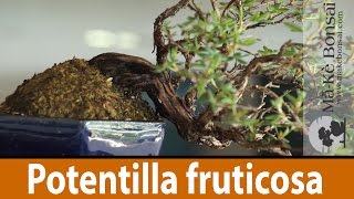 122 Potentilla fruticosa Bonsai Tree Care of a great Flowering Bonsai Trees for Beginners [upl. by Lesslie]