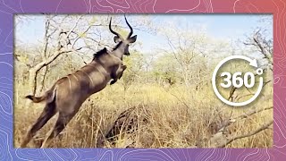 Kudu Antelope in 360 4K Running and Jumping Wildlife and Nature 2018 [upl. by Ellessig]