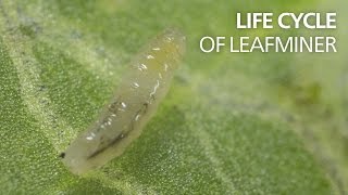 Life cycle of leaf miners [upl. by Mariken289]