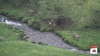 Oso lobos y buitres en Somiedo [upl. by Fulcher]