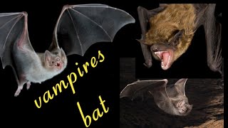 vampire bat documentary [upl. by Leilani68]