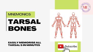 MNEMONICS🔥 TARSAL BONES  easy trick to remember all TARSAL BONES in minutes [upl. by Ainosal339]