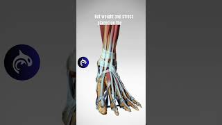 The Incredible Structure of the Foot  3D Animation anatomy [upl. by Sib]