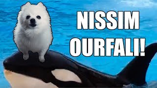 NISSIM OURFALI em CACHORRÊS [upl. by Neerihs]