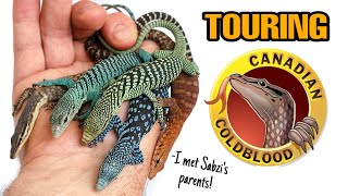 INCREDIBLE REPTILE FACILITY TOUR  CANADIAN COLDBLOOD  Monitor lizards Geckos and more [upl. by Ragan]