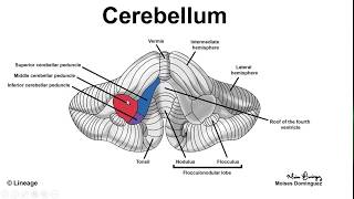 Anatomy of the cerebellum [upl. by Rothenberg]