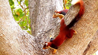 A must watch  Rare fight Two Indian giant squirrel or Malabar giant squirrel in fight action [upl. by Froemming]