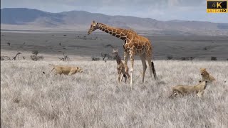 Lion killed giraffe and her baby  lion attacked giraffe [upl. by Nathanoj]