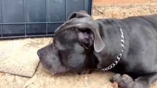 Bluenose Pitbull razors edge gotti 8 months old [upl. by Ahsiliw]