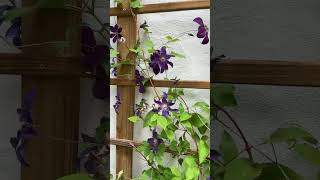 Tips for growing Clematis clematis flowers shorts [upl. by Atsev247]