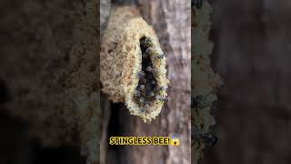 STINGLESS BEE FULL OF HONEY😱😱😱WATCH THIS bee stinglessbee foryou shortsfeed satisfying [upl. by Ahsied539]