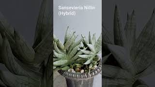 Sansevieria Nillin hybrid snakeplants plants propagation gardening [upl. by Chambers790]