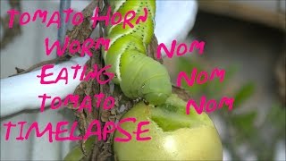 Tomato Horn Worm eating tomatoTimelapse [upl. by Asher]