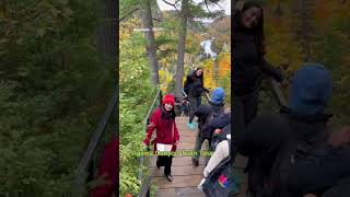 Agawa Canyon Tour Train🍁Popular train trips in North America🍂 [upl. by Elysee]