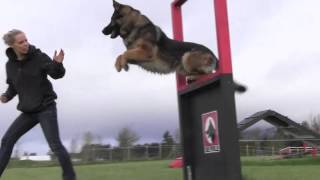 Obedience IPO Trained Versatility German Shepherd [upl. by Llewkcor]