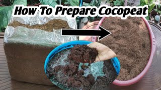 How To Prepare Cocopeat at Home in HindiHow To Use Cocopeat [upl. by Dante]