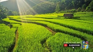 ทุ่งนาข้าวไทย Rice field Thailand Drone Footage [upl. by Ingelbert729]