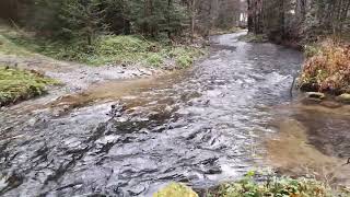 Natur Pur  Embach fliesst durch den Wald  Mariastein  Tirol  Austria [upl. by Acile]