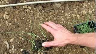 TRG 2012 How to Transplant Leeks into Your Vegetable Garden [upl. by Nylicaj758]