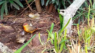 The Orange Breasted  Gold Breasted Waxbill Finch  Amandava subflava [upl. by Jahdol763]