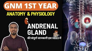 ADRENAL GLAND GNM NURSING 1ST YEAR ANATOMY amp PHYSIOLOGY GNM COURSE BY BHUSHAN SCIENCE [upl. by Nyletak]