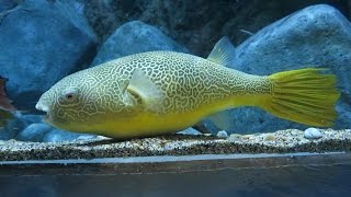 Giant Freshwater Pufferfish  Mbu Pufferfish Tetraodon mbu SEA Aquarium Singapore [upl. by Alyekahs993]