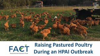 Raising Pastured Poultry During an HPAI Outbreak [upl. by Iolanthe]