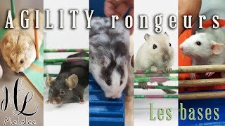 agility rongeurs hamsters souris gerbilles rats [upl. by Soma]