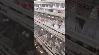 Bv300poultryfarming [upl. by Steinway]