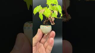 【豆盆栽】ツタ  Parthenocissus tricuspidata 2023年8月7日 bonsai 盆栽 plants [upl. by Odlopoel903]