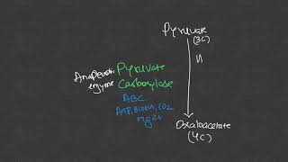 TCA Cycle  Amphibolic Role and Anaplerotic Reactions [upl. by Blader219]