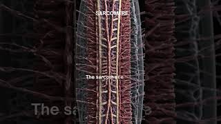 quotSarcomere The Fundamental Unit of Muscle Contractionquot [upl. by Nazler994]