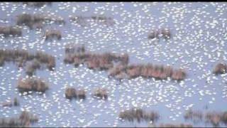 Snow Geese in Snohomish County [upl. by Gerkman507]