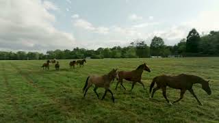 Horses MMR Front Pasture [upl. by Menon39]