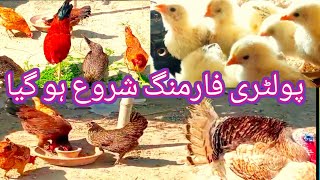 How Tow Astrt Poultry Farming Business in Pakistan  Poultry Business Plan Small Hen Farming Start [upl. by Carline]