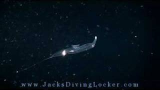 Pelagic Magic Black Water Night Dive  Kona Hawaii [upl. by Inger]