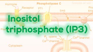 Inositol triphosphate IP3  Calcium release [upl. by Asiluj945]