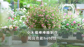 【海媽園藝課堂09】小木槿棒棒糖製作，陽台也能hold住How to Make a Lollipop Tree of African Mallow（Anisodontea capensis） [upl. by Sitoeht344]