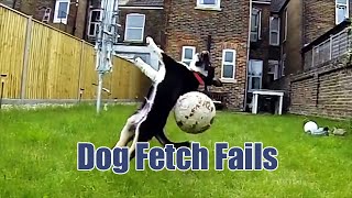 Dog Fetch Fails [upl. by Iteerp]