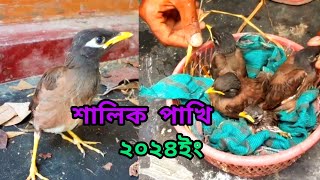 শালিক পাখিকে পোষ মানাতে নতুনদের কিছু পরামর্শ।। [upl. by Rafaj]