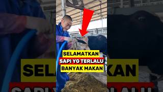 Cara efektif Mencegah Penumpukan Gas Pada Perut Sapi‼️ [upl. by Mikael475]