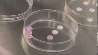 Spot a 3D cell culture  SeedEZ Video Tutorial [upl. by Yemiaj643]