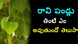 raavi chettu pandlu benfits in telugu raavi pandu upayogalu  sacred fig fruit uses  mulika shakti [upl. by Shanta]